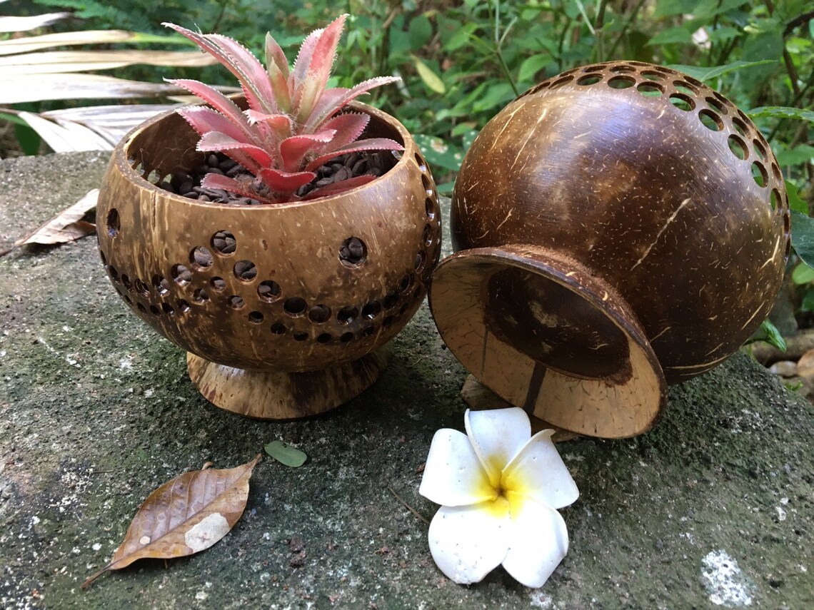 Handmade coconut shell plant pot cactus pot indoor outdoor Etsy