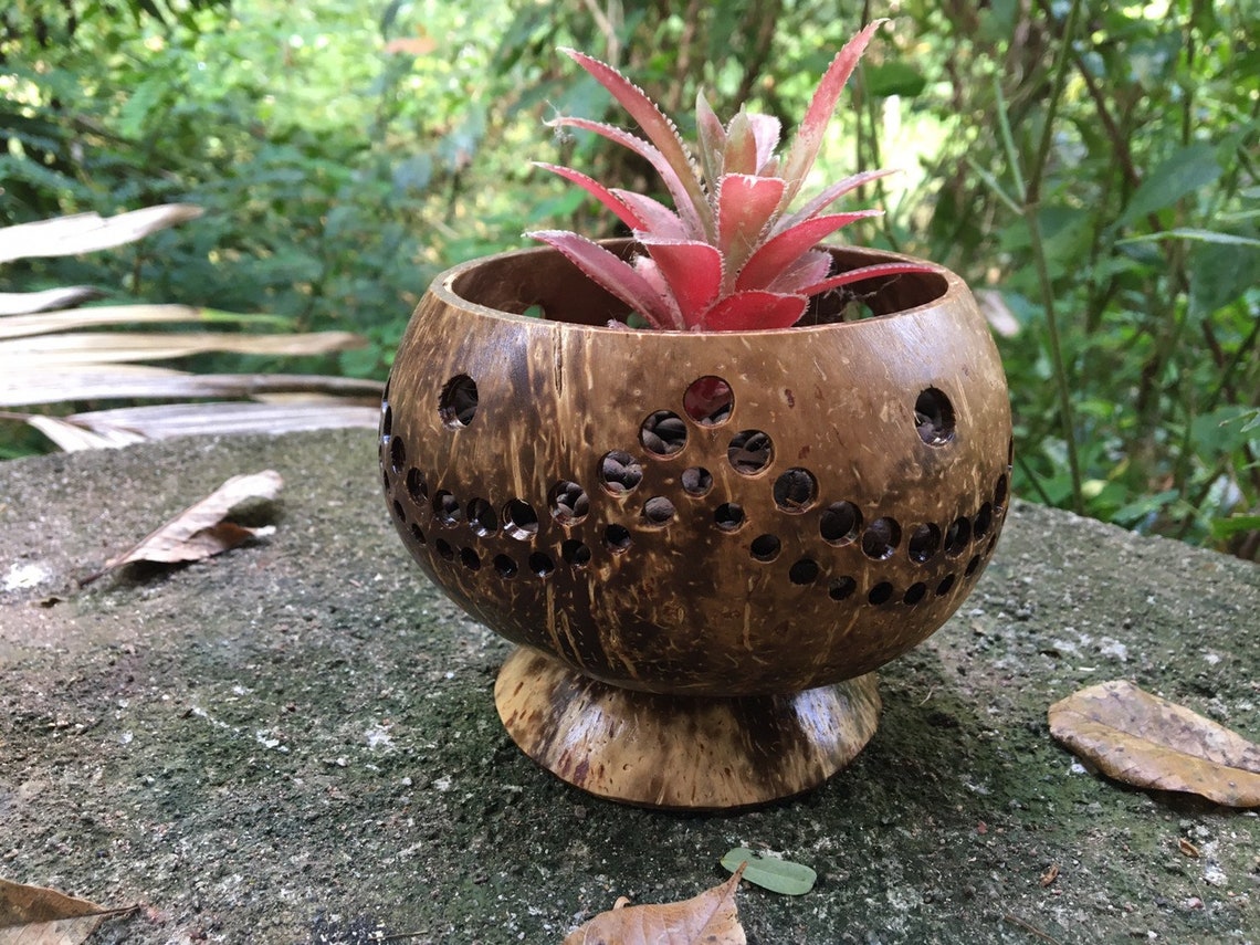 Handmade coconut shell plant pot cactus pot indoor outdoor Etsy