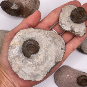 Ammonite Fossil || Ammonite || Ammonite Fossil Specimen || Choose Your Size