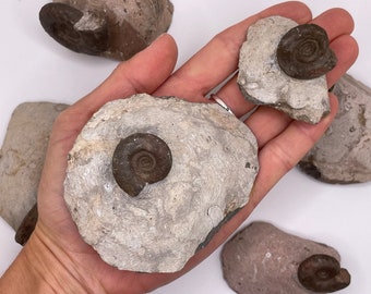 Ammonite Fossil || Ammonite || Ammonite Fossil Specimen || Choose Your Size