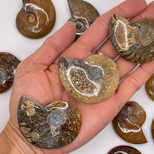 Polished Ammonite || Ammonite Specimen || Ammonite Fossil || Choose Your Size