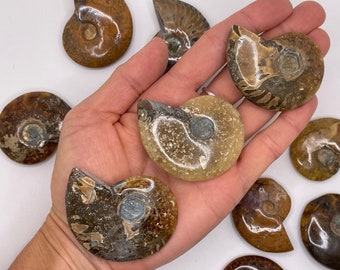 Polished Ammonite || Ammonite Specimen || Ammonite Fossil || Choose Your Size