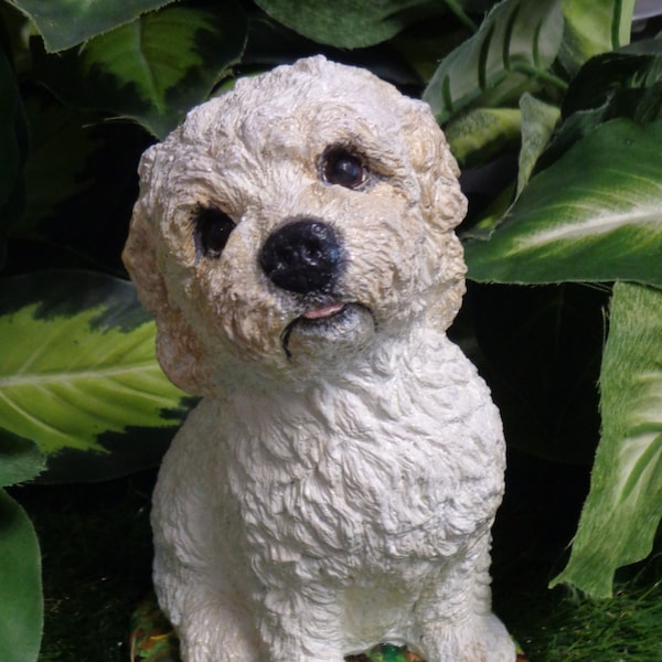 Cockapoo, Havanese, Bolognese, Maltese,Poodle, Bichon Frise,Pumi, Lagotto Romanolo, Water dog,golden doodle, labradoodle. sheepadoodle