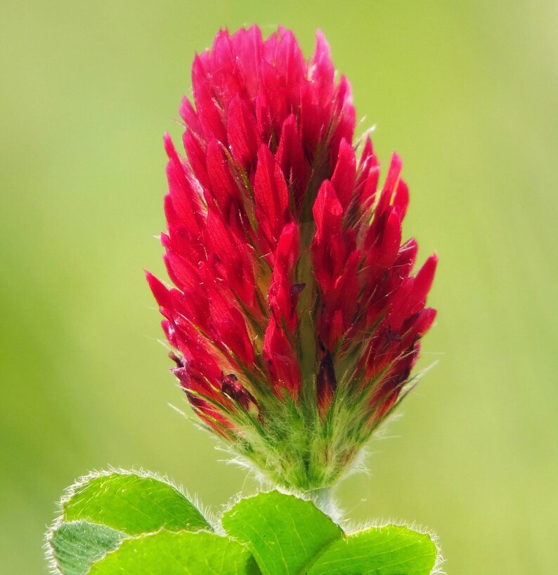 Crimson Clover Seeds Etsy