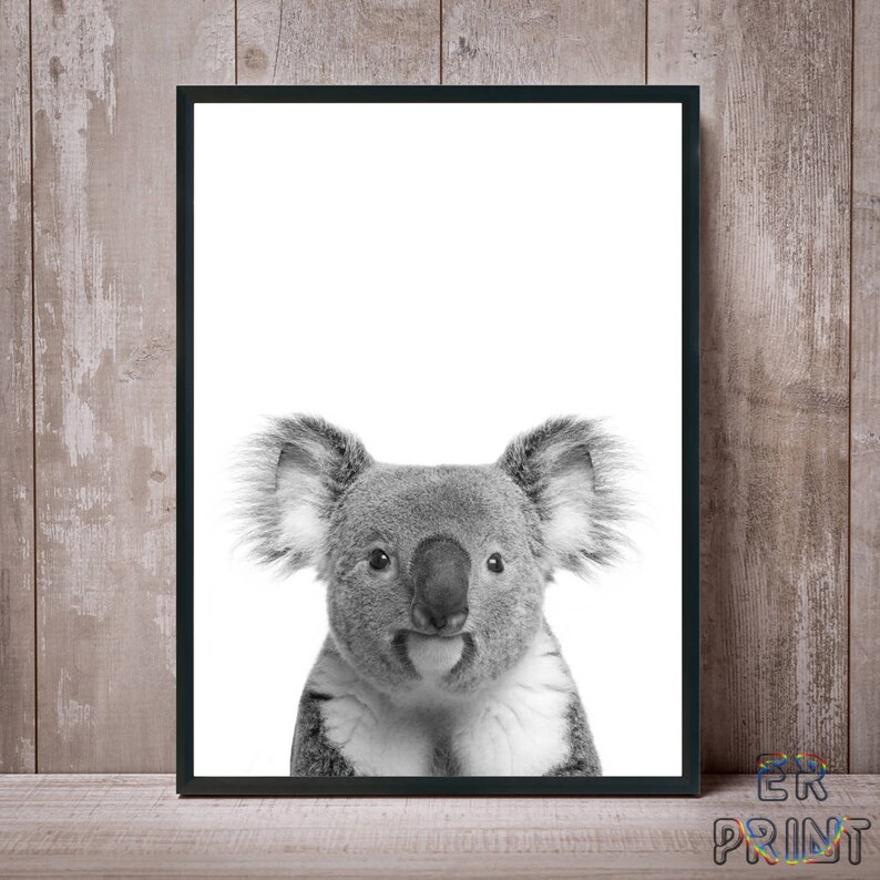 May include: Black and white framed print featuring a close-up of a koala bear. The koala has gray fur, large ears, and a small nose. The print is set against a white background and framed in black. The print is displayed on a wooden surface.