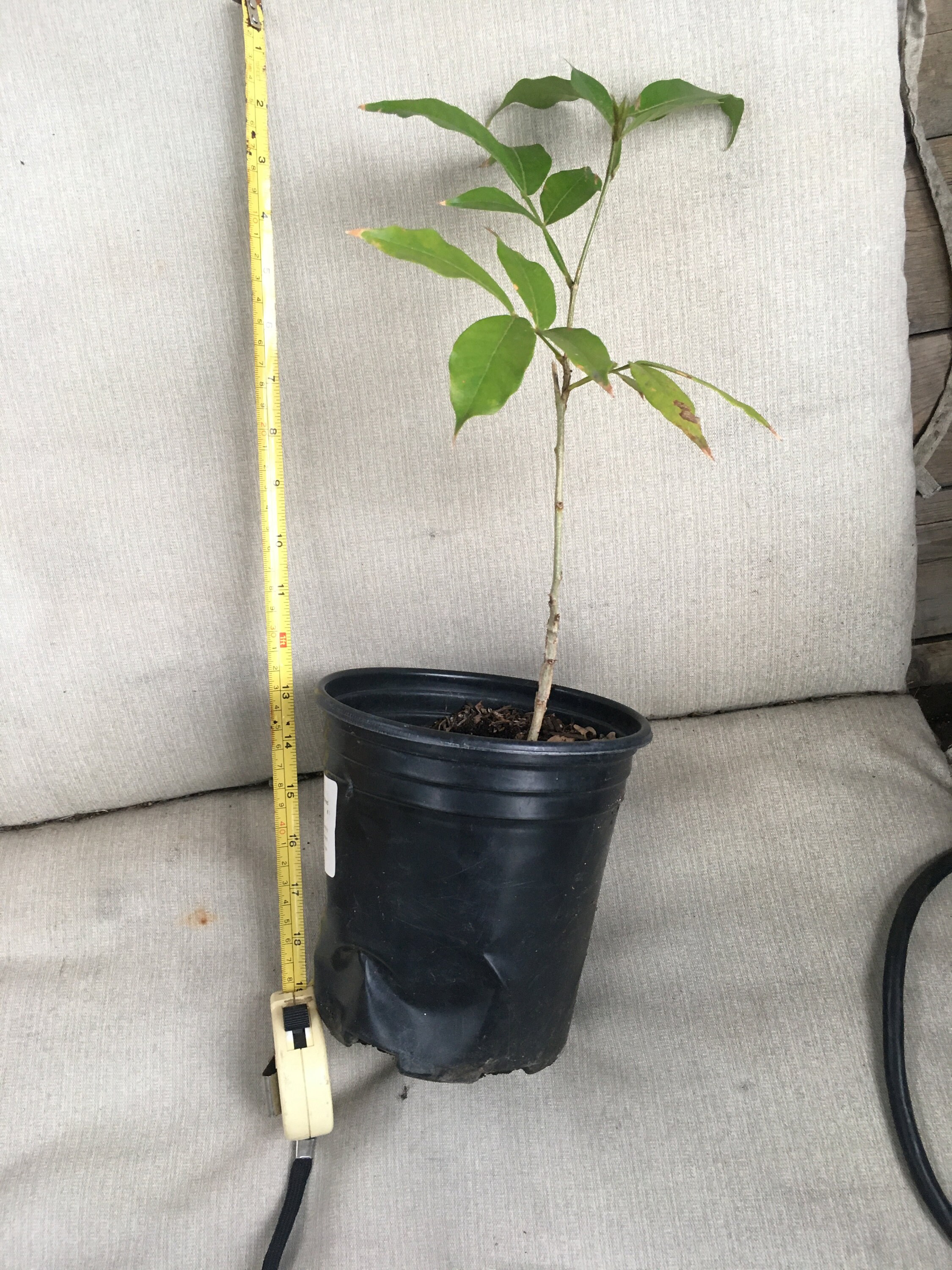 18 Inch Tall Vanilla Ice Cream Bean Tree Etsy