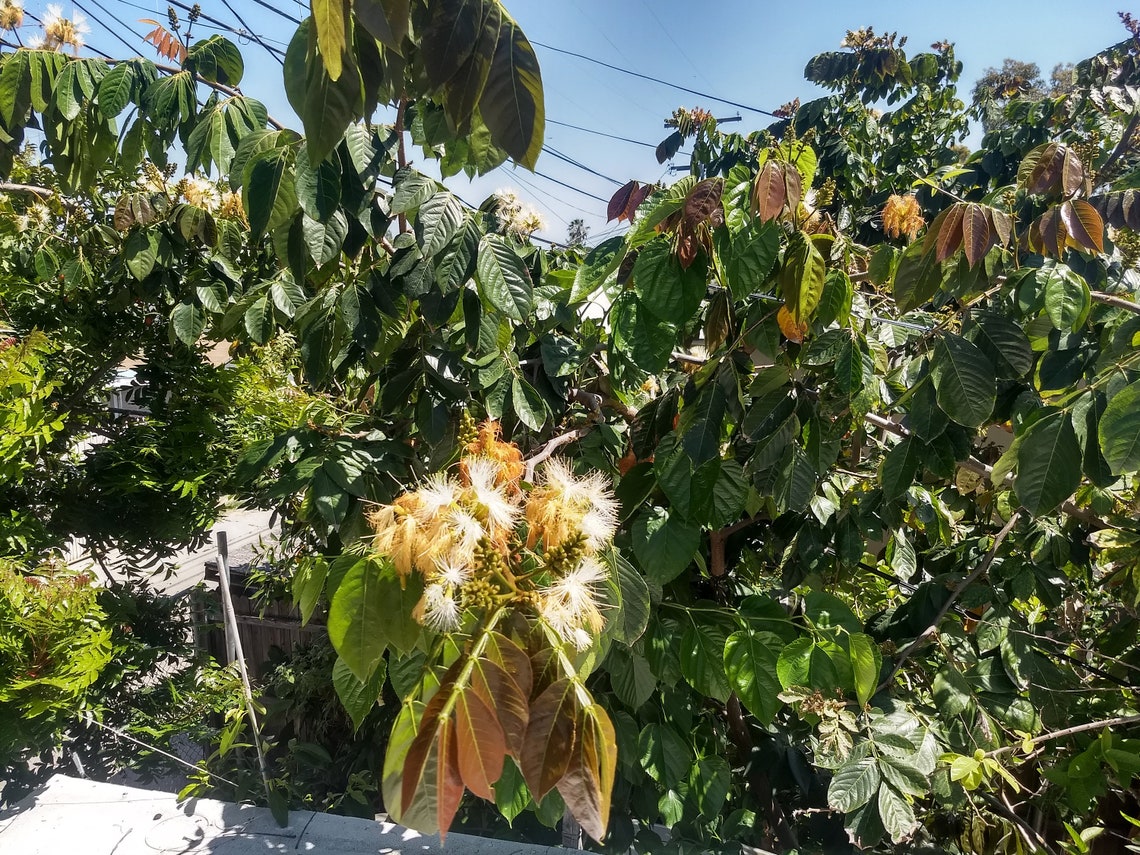 18 Inch Tall Vanilla Ice Cream Bean Tree Etsy