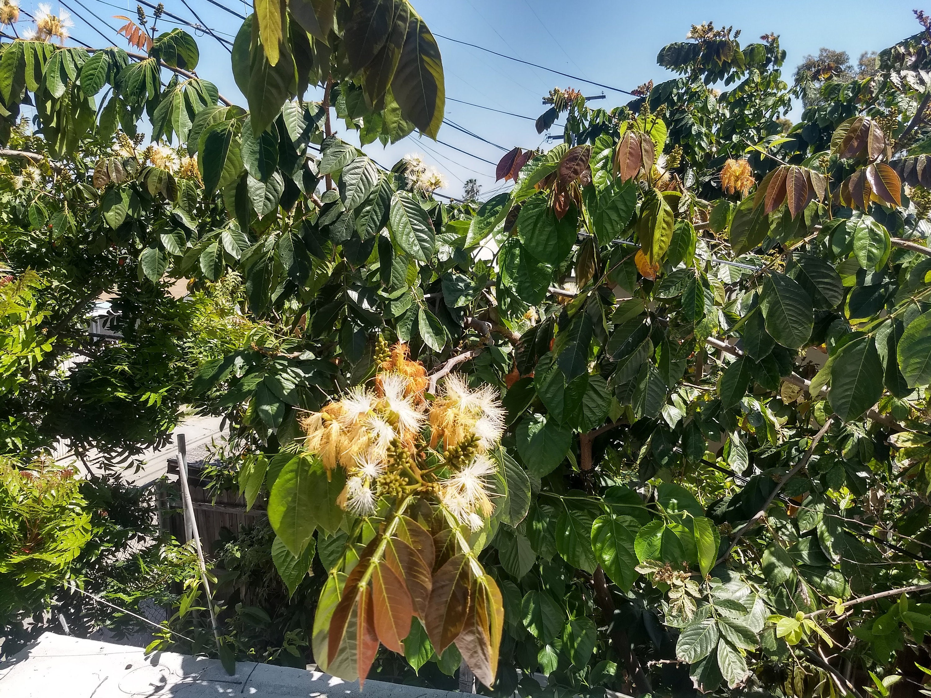 18 Inch Tall Vanilla Ice Cream Bean Tree Etsy