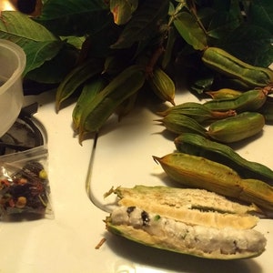18 inch tall Vanilla Ice Cream Bean Tree