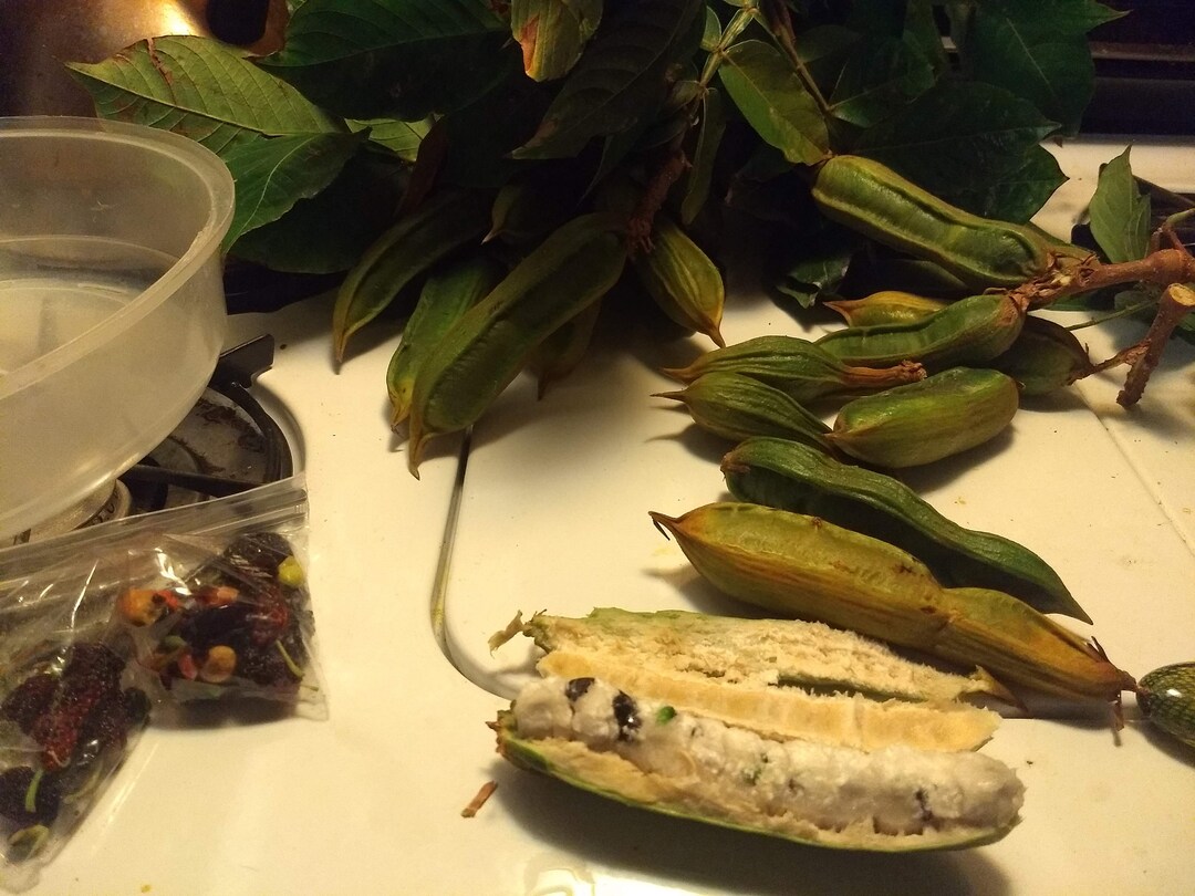 Vanilla Ice Cream Bean Tree Etsy