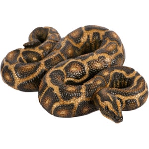May include: A brown and black snake with a patterned skin is curled up in a coil.