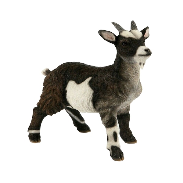 Pygmy Goat Etsy UK
