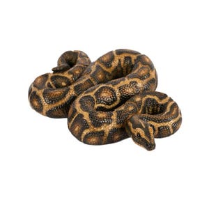 May include: A coiled snake with brown and tan patterned skin. The snake is lying on a white surface. The snake's head is visible, and its body is in a series of loops.