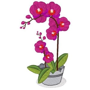 May include: A potted pink orchid plant with multiple blooms. The orchid is in a grey pot with a white rim.