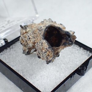May include: A small, dark, textured fossilized shell with a rough, sandy-colored exterior and a hollow, dark interior, displayed inside a square black plastic case with a clear lid and a white foam insert for secure storage and presentation.