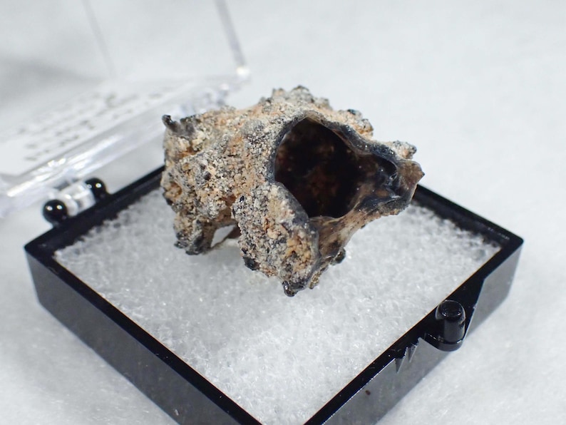 May include: A small, dark, textured fossilized shell with a rough, sandy-colored exterior and a hollow, dark interior, displayed inside a square black plastic case with a clear lid and a white foam insert for secure storage and presentation.