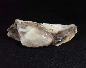 Fossil Opalized Wood from Nevada. Rare. Rough. Raw. Old collection.