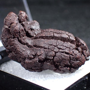 May include: A dark brown mineral specimen with a rough, textured surface, displayed in a small black case with a white base. The mineral has a complex, irregular shape and appears to be a natural formation.