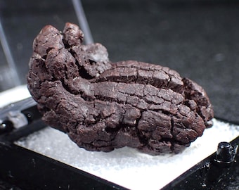 Fossilized Reptile Dung from Madagascar. Natural Coprolite. Poop. Fun Gift.