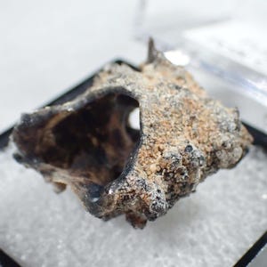May include: A fossilized, hollowed-out bone fragment with a dark, charred interior and a rough, sandy-textured exterior surface. The specimen features irregular, porous edges and a natural, weathered appearance with shades of brown and black.