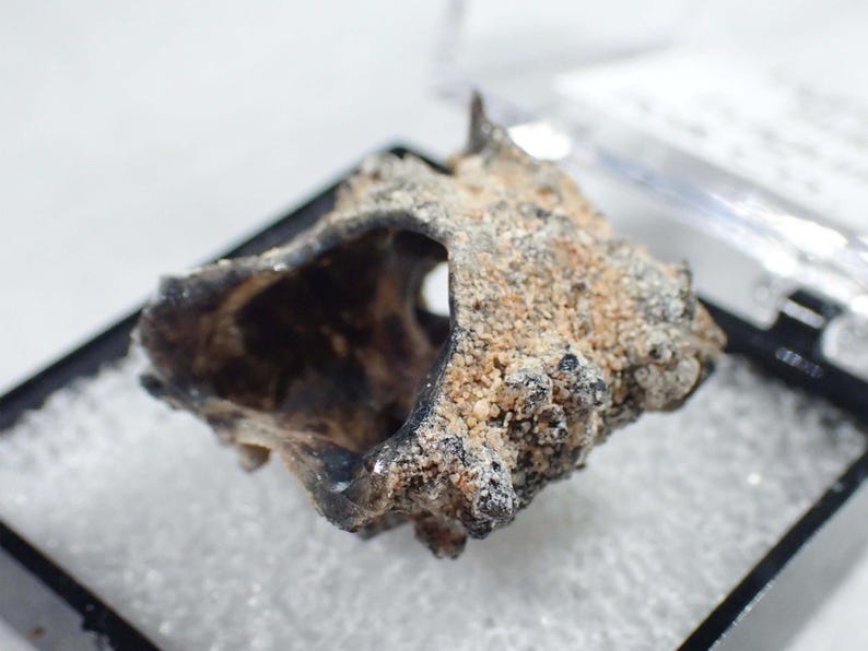 May include: A fossilized, hollowed-out bone fragment with a dark, charred interior and a rough, sandy-textured exterior surface. The specimen features irregular, porous edges and a natural, weathered appearance with shades of brown and black.