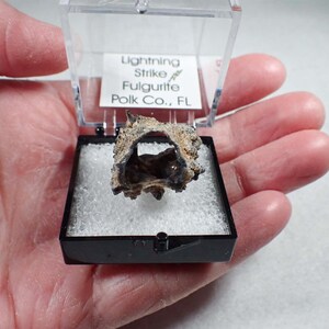 May include: A small, hollow, tan and dark brown fulgurite specimen displayed inside a clear plastic box with a black base. A white label inside the lid reads: Lightning Strike Fulgurite Polk Co., FL. The specimen rests on white foam padding.