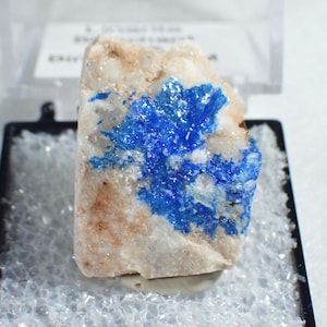 May include: A natural mineral specimen featuring a vibrant cluster of deep blue crystals set against a beige and white matrix. The mineral is presented in a clear display case, showcasing its crystalline structure and color contrast.