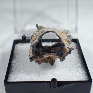 May include: A small, irregular, dark brown and tan fossilized fragment with a hollow center, displayed inside a black plastic display box with a clear lid and a white foam insert. The object has a rough, textured surface and a curved, organic shape.