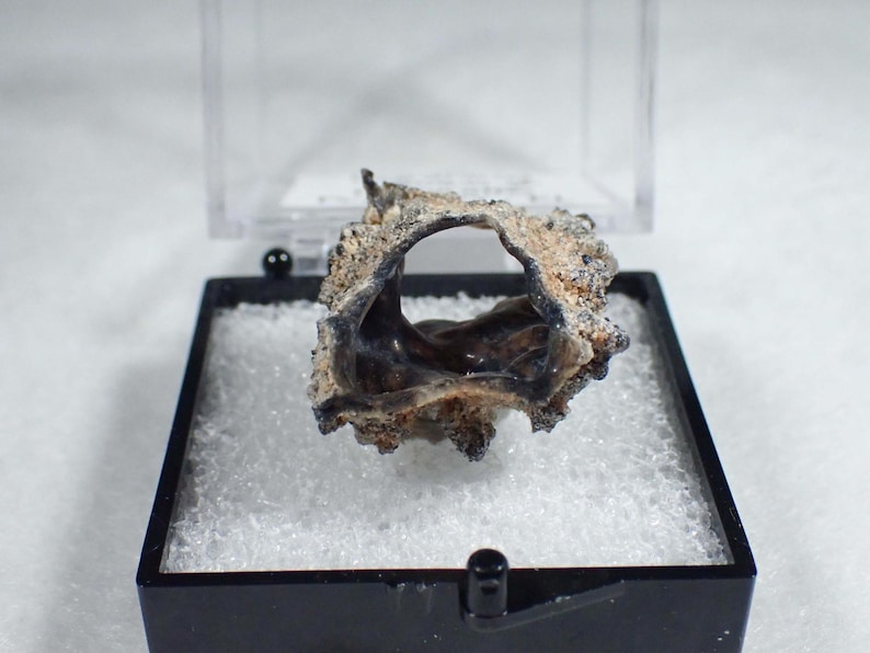 May include: A small, irregular, dark brown and tan fossilized fragment with a hollow center, displayed inside a black plastic display box with a clear lid and a white foam insert. The object has a rough, textured surface and a curved, organic shape.