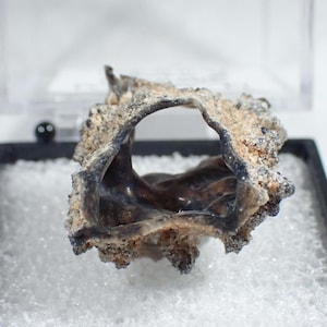 May include: A dark, irregular, hollow mineral specimen with a rough, textured exterior featuring shades of tan, gray, and black. The interior of the formation is smooth, glossy, and dark, creating a stark contrast with the craggy, porous outer surface.