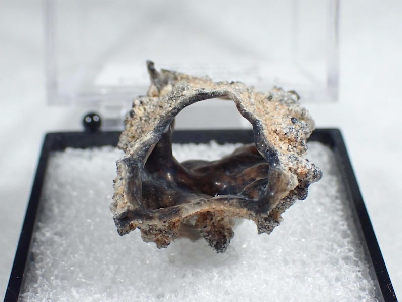 May include: A dark, irregular, hollow mineral specimen with a rough, textured exterior featuring shades of tan, gray, and black. The interior of the formation is smooth, glossy, and dark, creating a stark contrast with the craggy, porous outer surface.