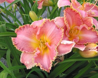 3 lirios de día reflorecientes Heavenly Pink Fang a raíz desnuda