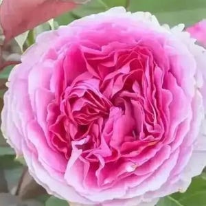 May include: Close-up of a fully bloomed pink rose. The rose has many layers of petals, with a darker pink center that fades to a lighter pink on the outer petals. Green leaves surround the flower.