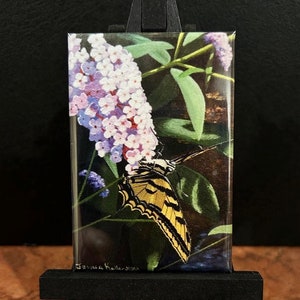 Tiger Swallowtail Butterfly Fridge Magnet