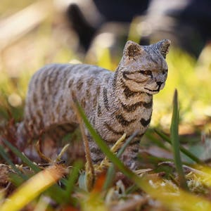 May include: A close-up of a gray and white tabby cat with green eyes, standing in a field of tall grass. The cat is looking to the right of the frame.
