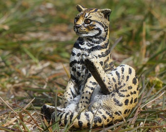 Leopard Cat-The Complete Feline Series