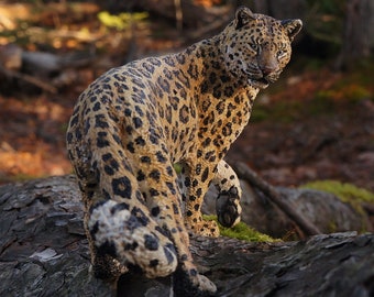 Amur Leopard-The Complete Feline Series