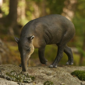 Central American Tapir/Baird&#39;s Tapir-The 1:20 Tapirs