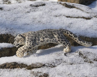 Snow Leopard-The Complete Feline Series