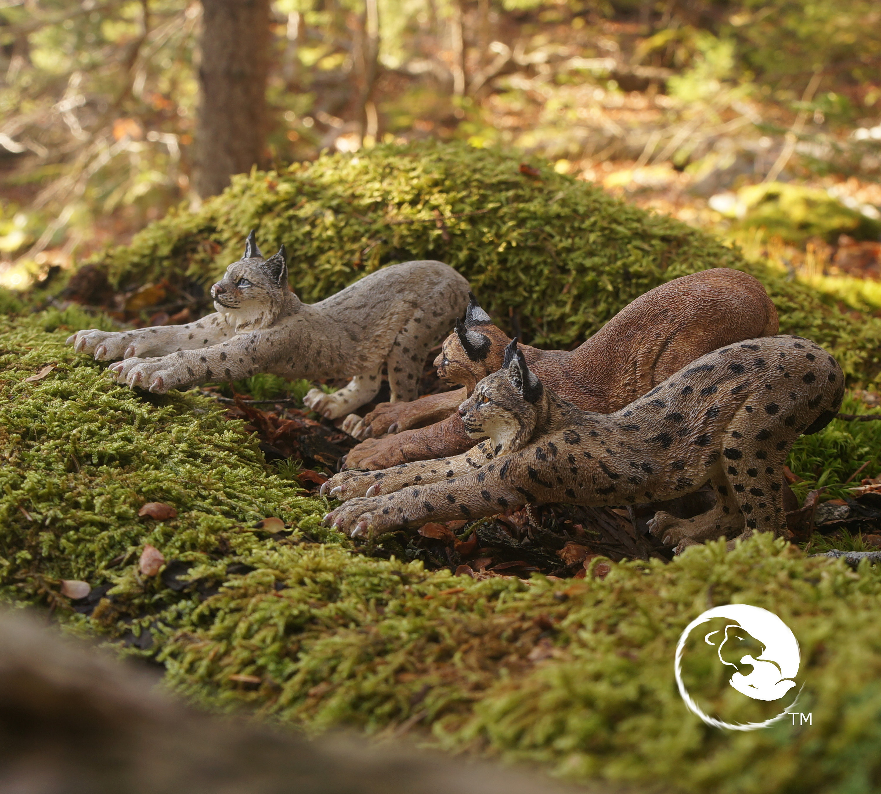 Eurasian Lynx-the Complete Feline Series - Etsy