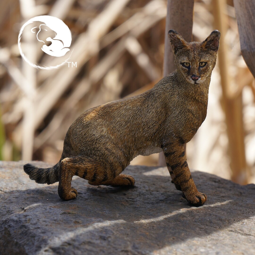 Buy Jungle Cat-the Complete Feline Series Online in India