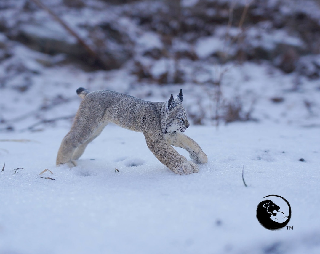 高品質　カナダオオヤマネコ 頭骨（CITESコピー付） カナダオオヤマネコ - ネコ科動物シリーズ全集 - Etsy 日本