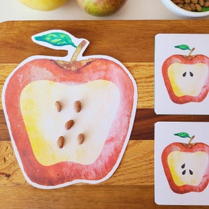 Apple Seed Counting Cards - Montessori Math PRINTABLE - Fall Math Activity - Preschool Math Homeschool - Fall Addition Subtraction - Sensory
