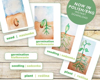 Bilingual Plant Life Cycle - Montessori POLISH Science - Watercolor Art - Printable Instant Digital Download Cards - Seeds Garden