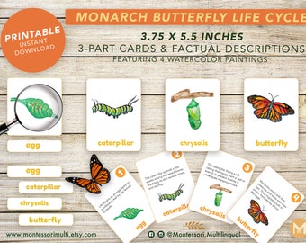 Monarch Butterfly Life Cycle - Montessori Science - Printable Instant Digital Download - Watercolor Art - Botany Garden Learning Educational