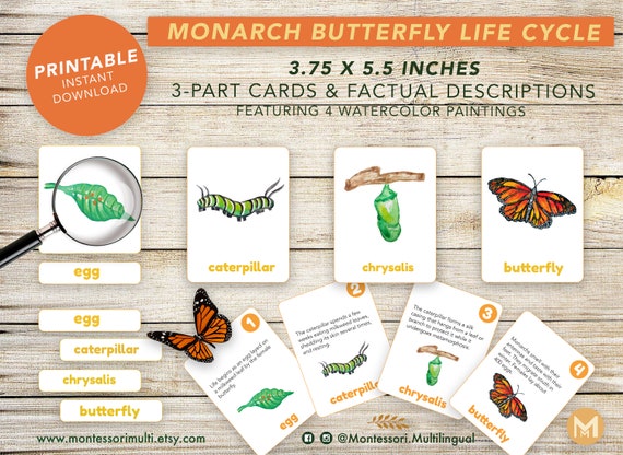 Life cycle figurines of a Monarch butterfly - Safari Ltd