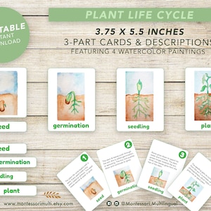 Ciclo de vida de las plantas - Imprimible Montessori de ciencias - Botánica con niños - Descarga digital - Arte con acuarela - Tarjetas imprimibles - Jardinería