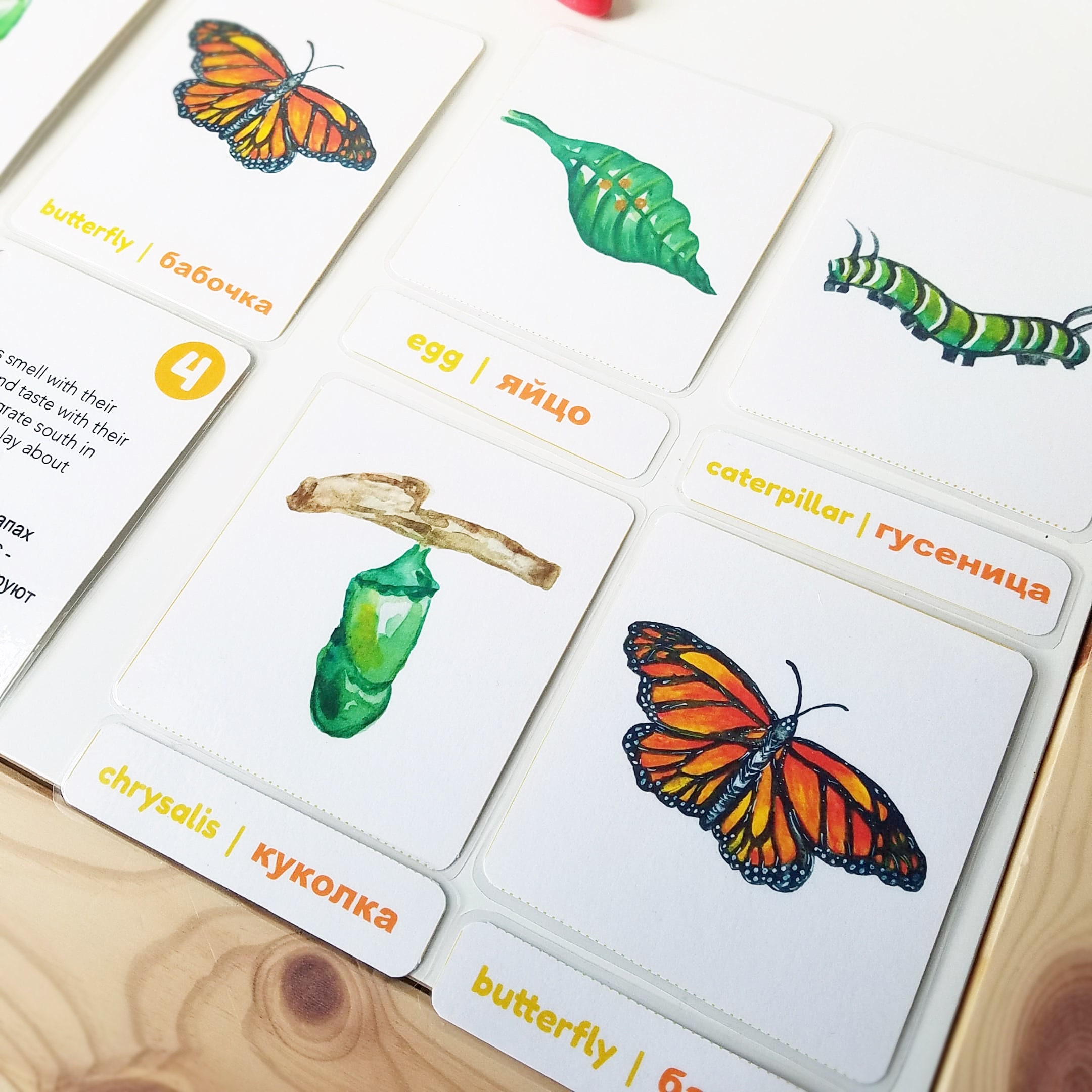 Monarch Butterfly Life Cycle Montessori Science 3Part Cards Etsy