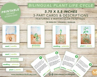 Bilingual Plant Life Cycle - Montessori SPANISH Botany Science - Watercolor Art - Printable Instant Digital Download Cards - Seeds Garden