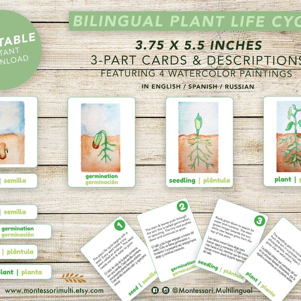 Bilingual Plant Life Cycle - Montessori SPANISH Botany Science - Watercolor Art - Printable Instant Digital Download Cards - Seeds Garden